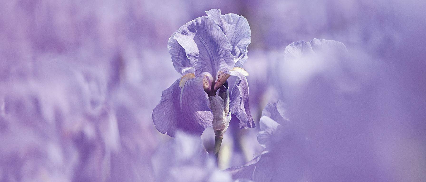 Irisblüte von nahem