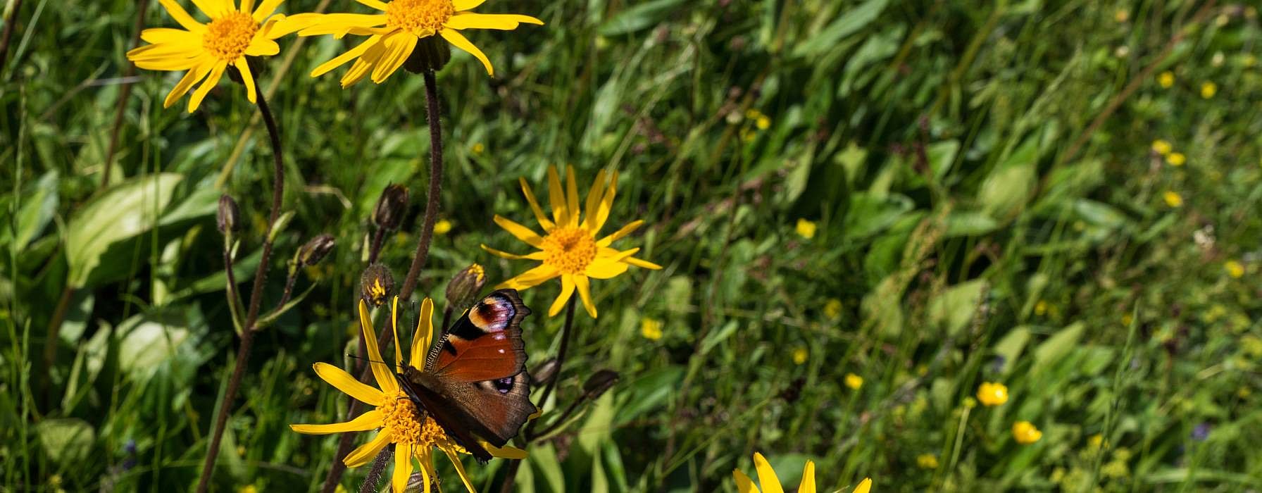 Gelbe Blüte der Heilpflanze Arnika montana