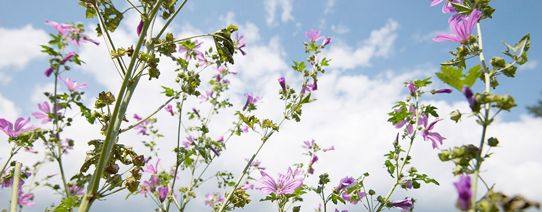 Wilde Malve mit Himmel und weissen Wolken im Hintergrund