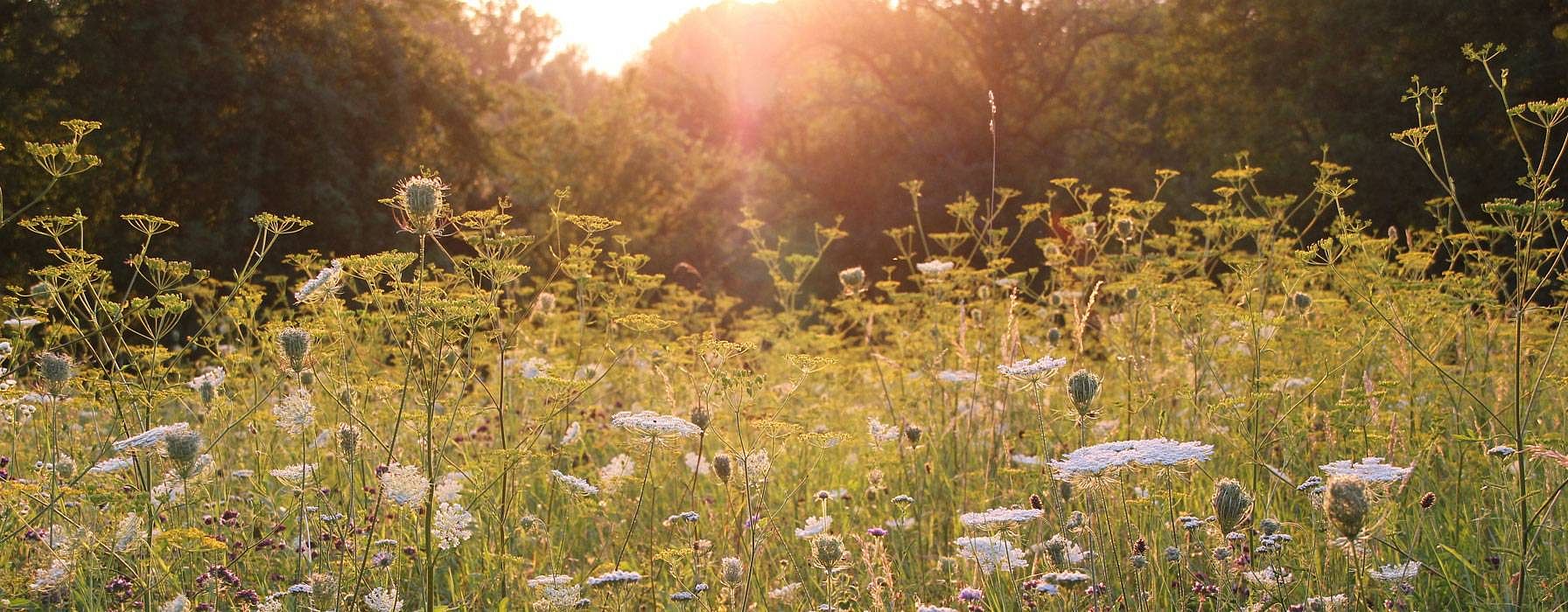 Blumenwiese in der Abenddaemmerung