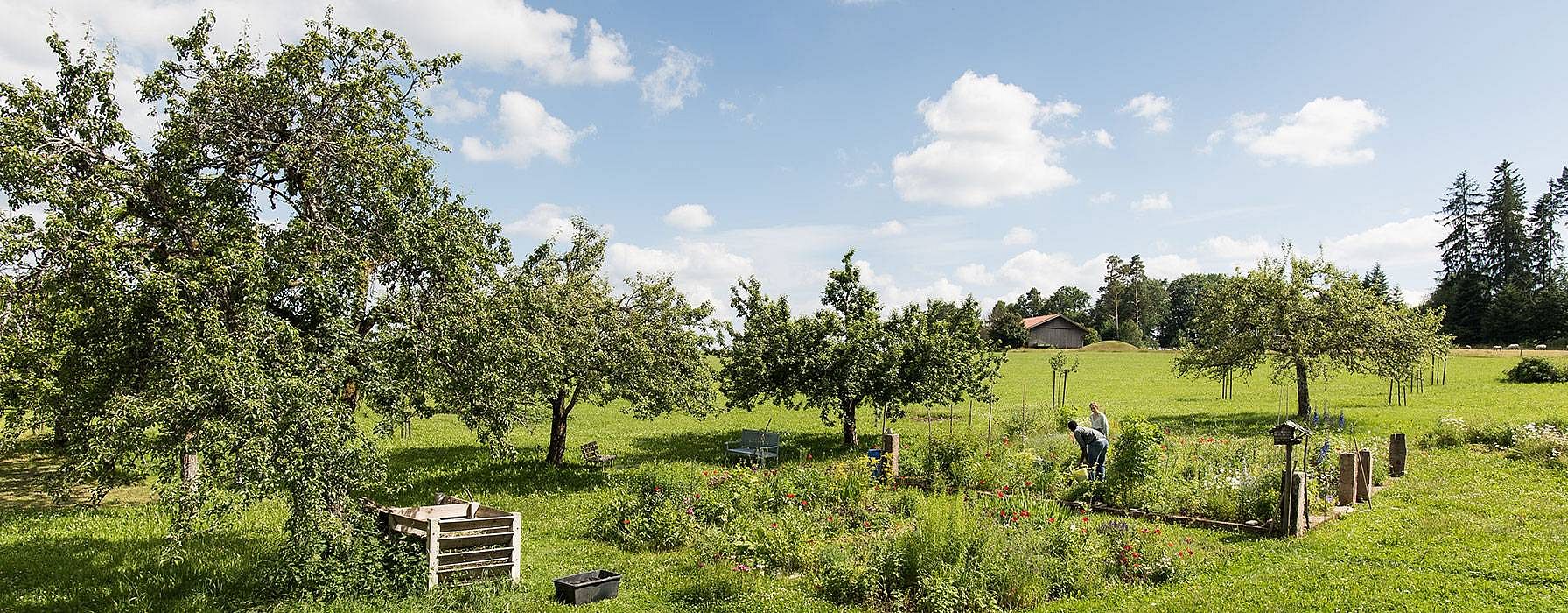 Gruene Wiese und Baeume mitten in der Natur