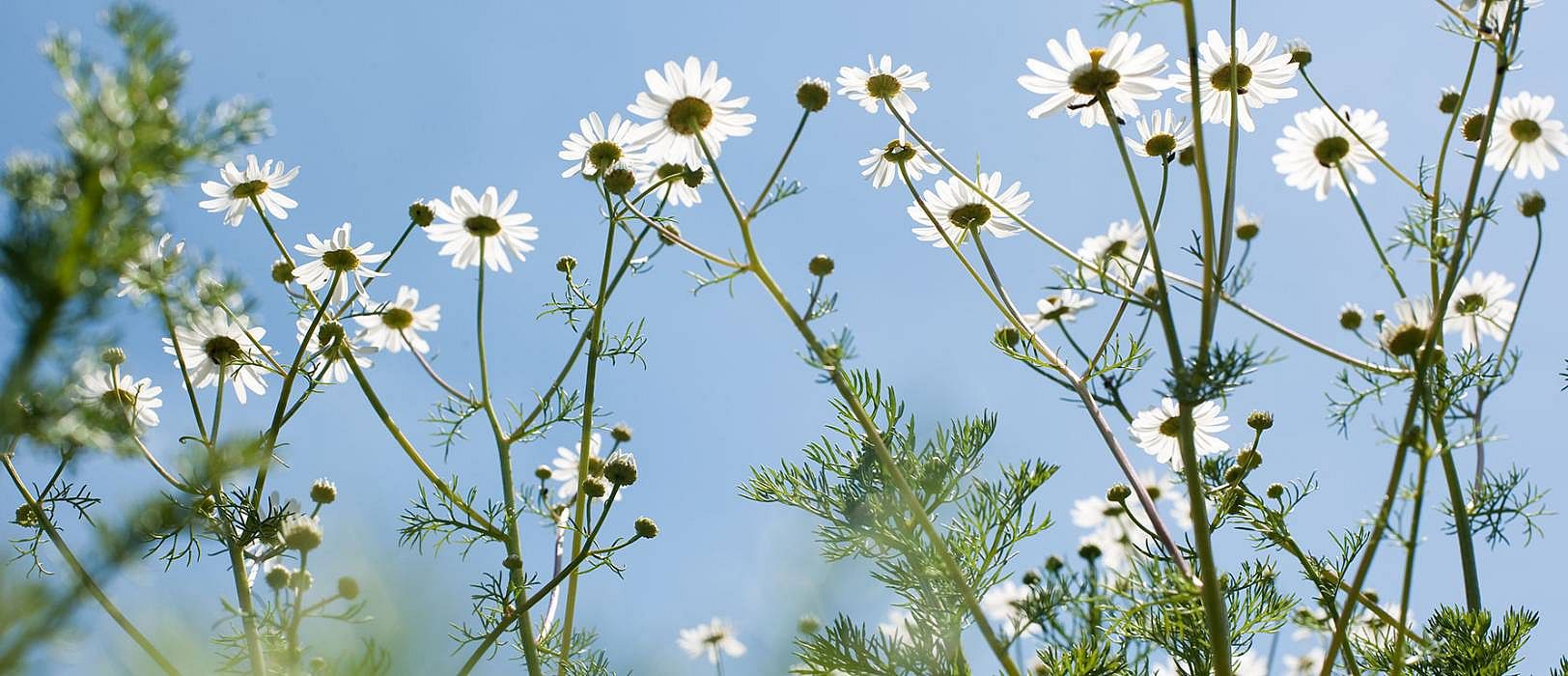 Kamillenblüte