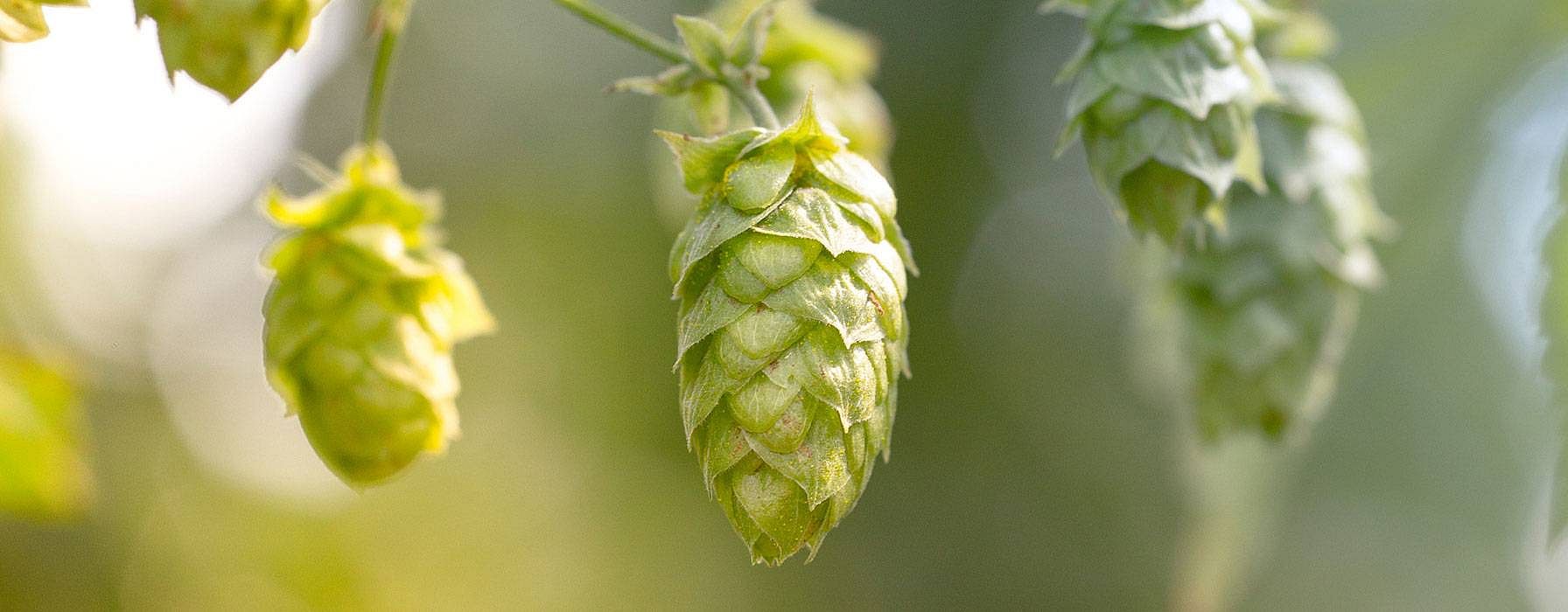 Hopfendolden