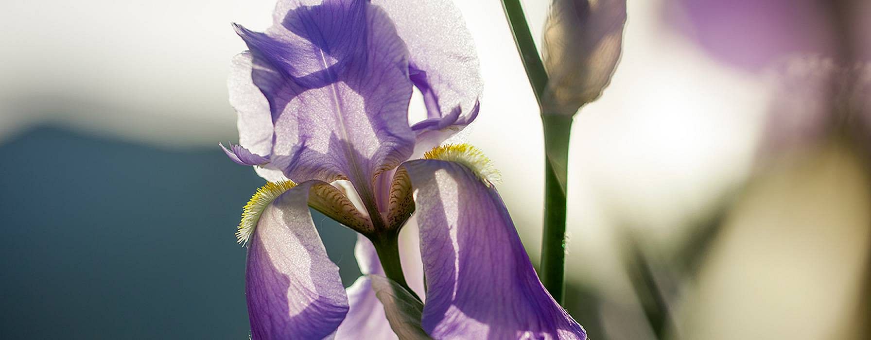 Iris Blume