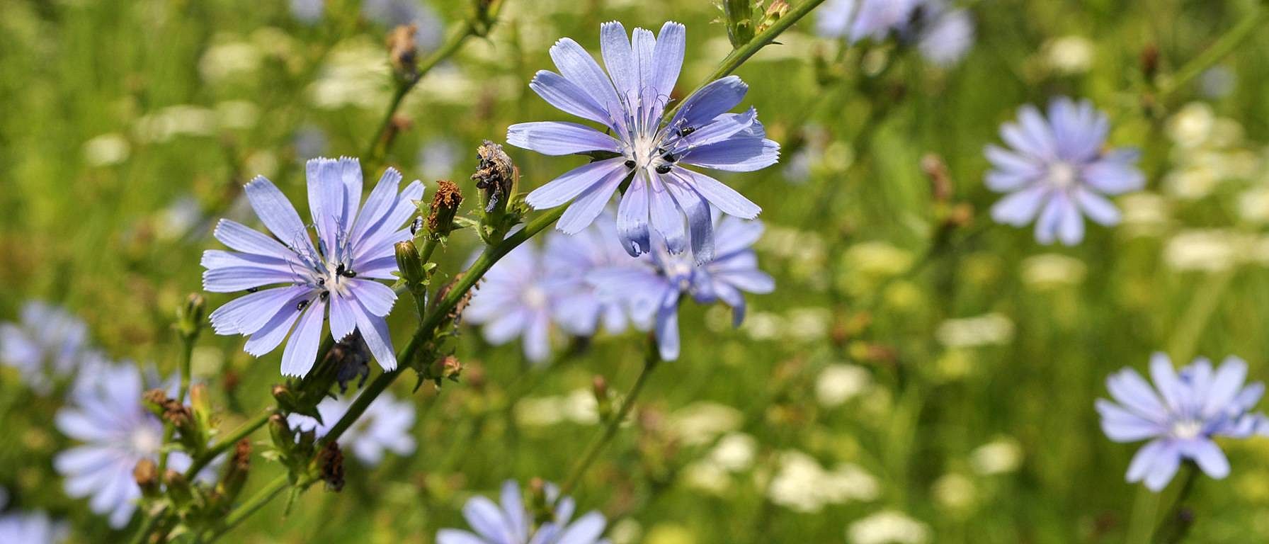 Amara auf der Wiese