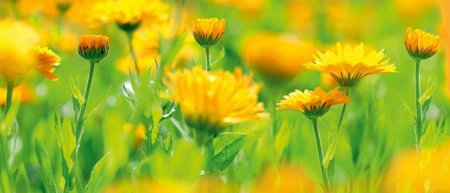 Calendulafeld
