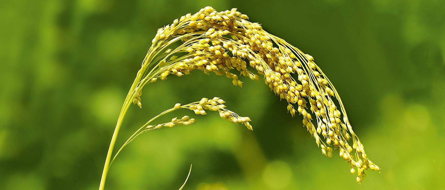 Hirse