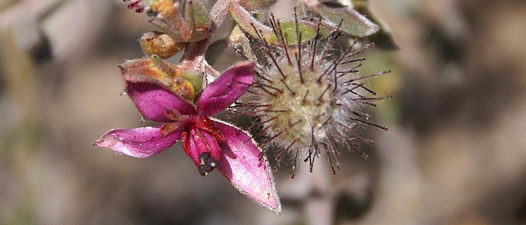 Ratanhia
