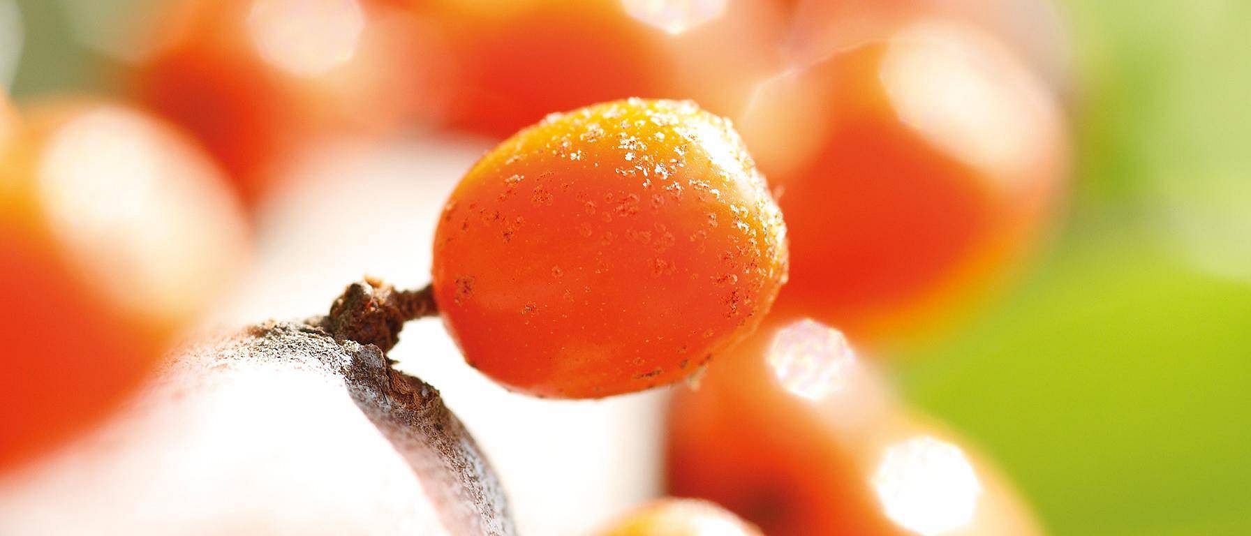Sanddornbeeren