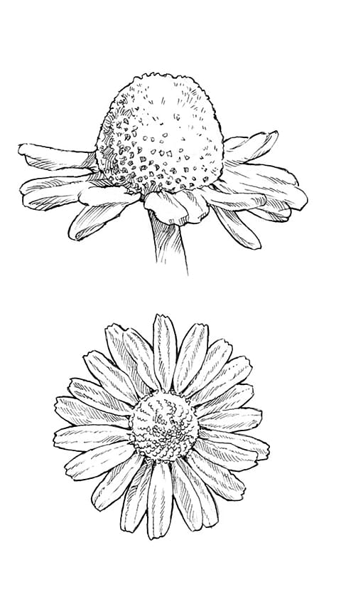 Illustration der Kamillenblüte