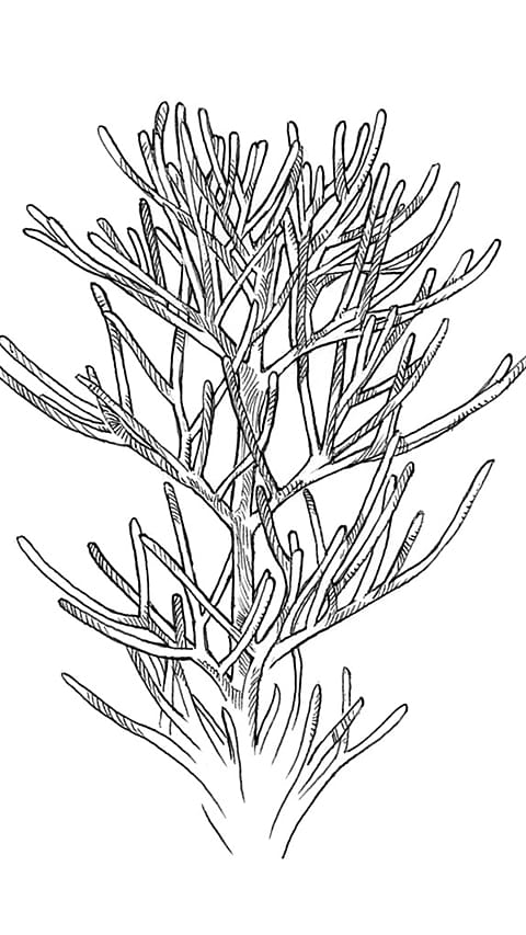 Illustration der Kamillenblätter