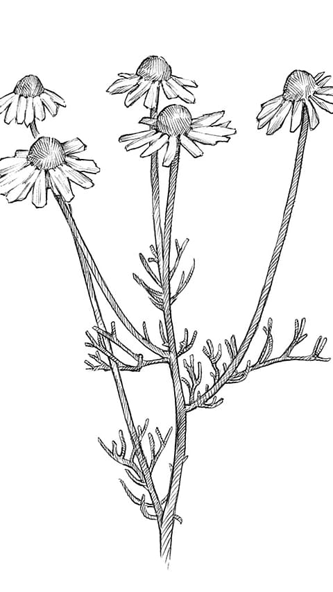 Illustration der Kamillenpflanze