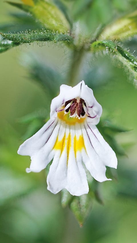Euphrasia Bluete