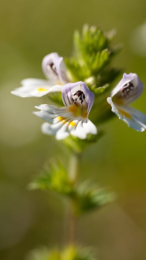 Euphrasia Bluetenstand