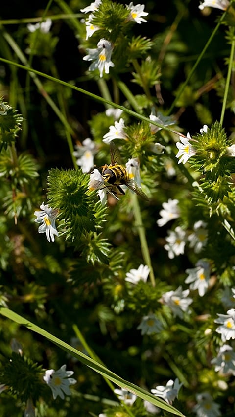 Euphrasia Pflanze