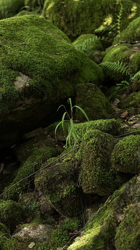 Moosteppich im Wald