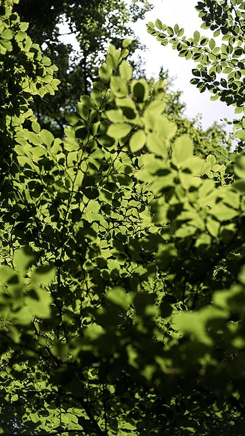 Dichtes Blattwerk im Wald