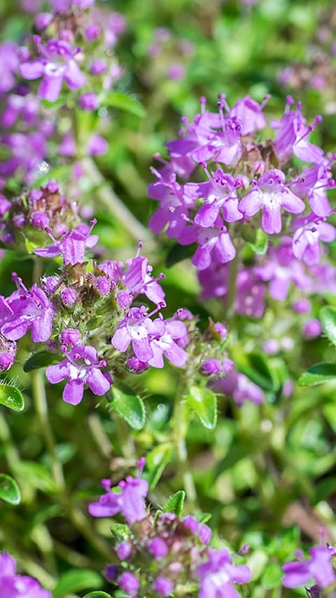 Thymian mit Blüten