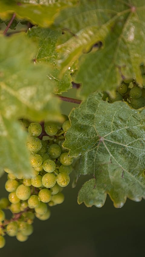 Weinreben mit Trauben