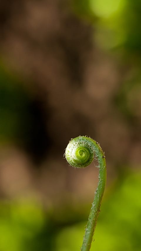 Spitze einer spriessenden Pflanze
