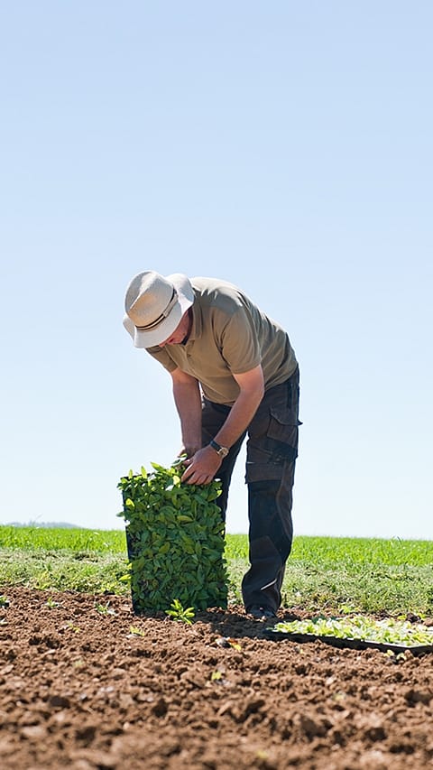 Setzlinge werden auf einem Feld ausgepflanzt