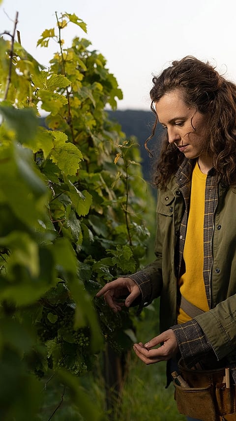 Frau bei Weinstoecken