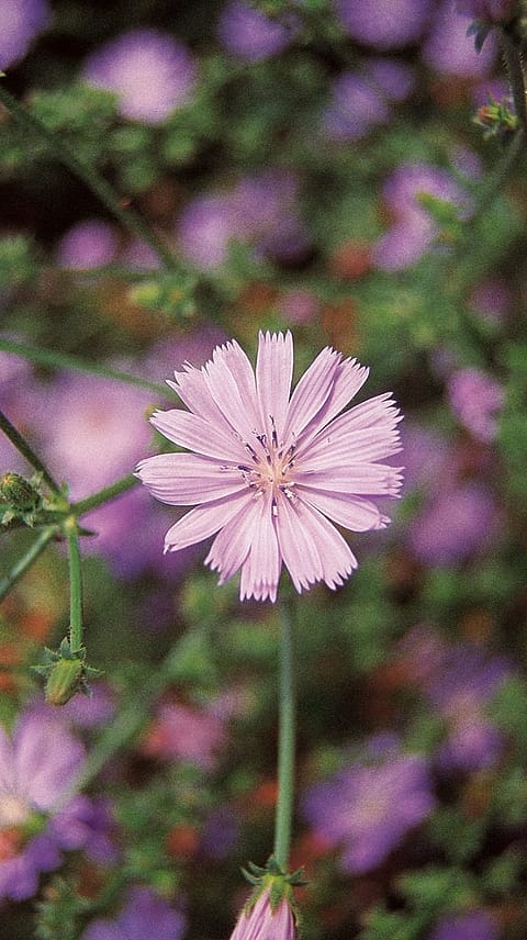 Wegwarte, Cichorium
