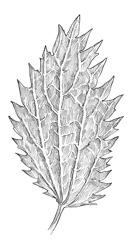 Blatt der kleinen Brennnessel