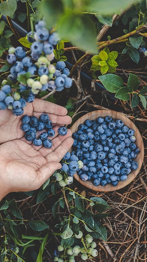 Blaubeeren in einer Schuessel