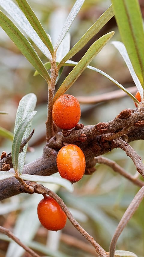 ein Zweig mit Sanddornbeeren