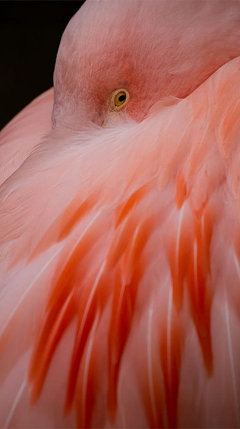Schlafender Flamingo