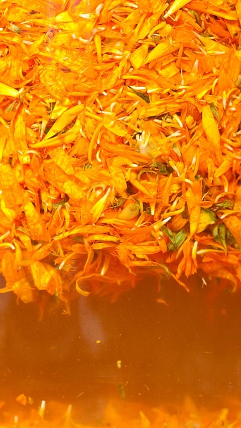 Calendula Blütenblätter in Flüssigkeit