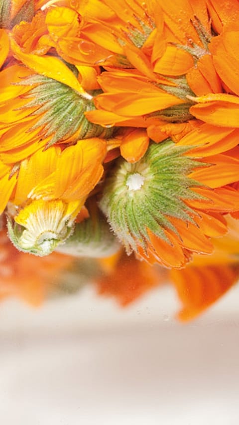 Ganze Calendula Blüten