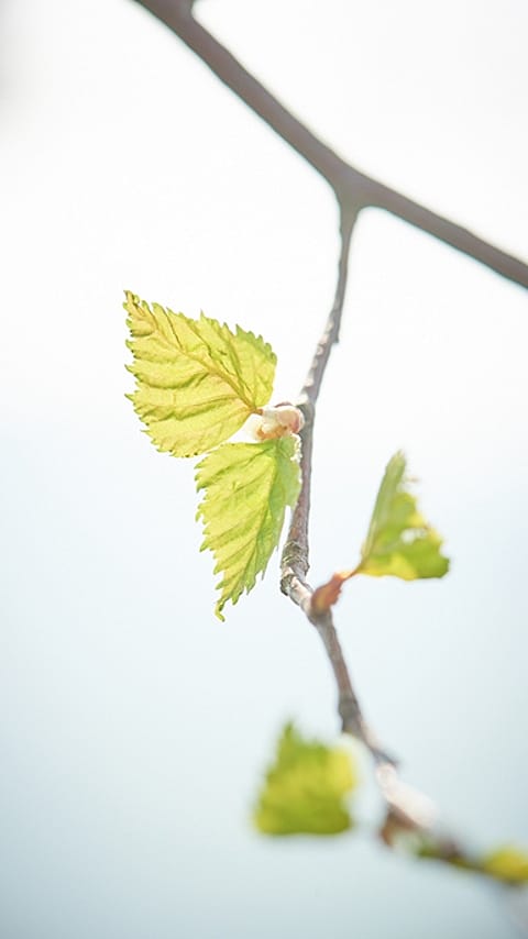 Birkenblatt
