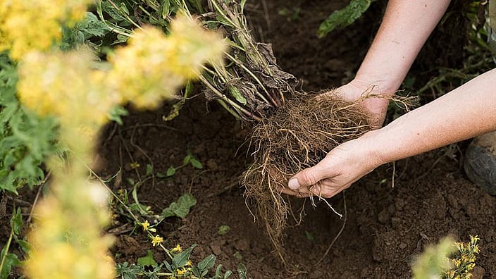 Haende die eine Pflanze mit Wurzeln im Garten halten