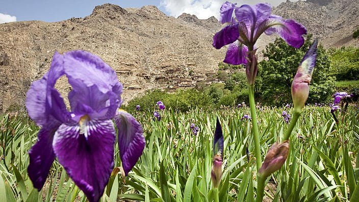 Irisblüte
