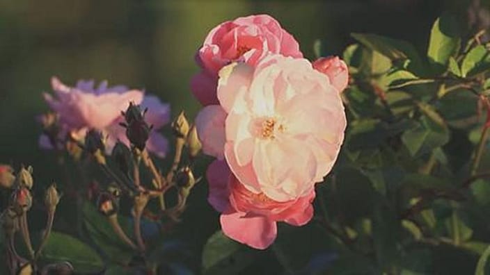 Wildrose