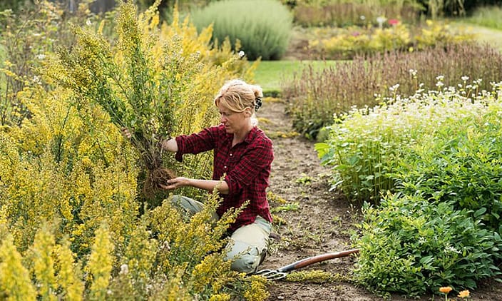 Weleda Garten