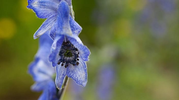 Aconitum