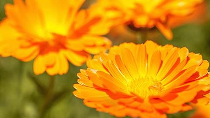 Calendula Blumen