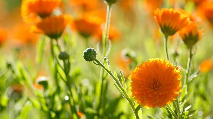 Ringelblumen in der Wiese