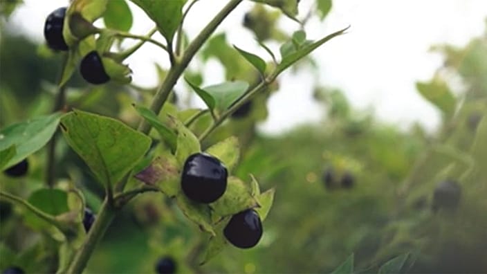 Belladonna