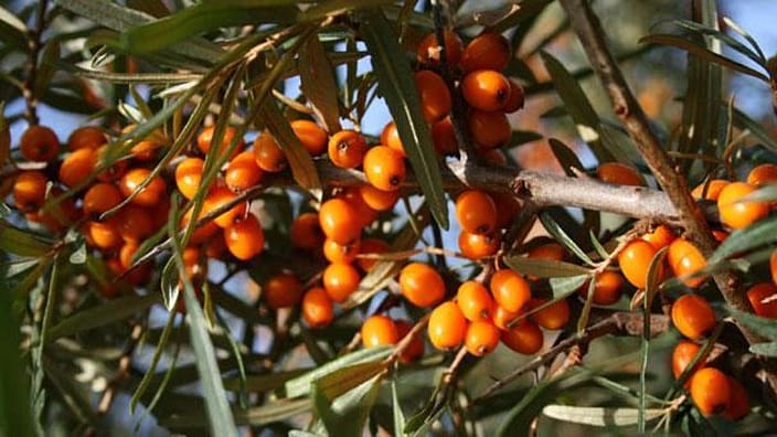 Sanddornbeeren