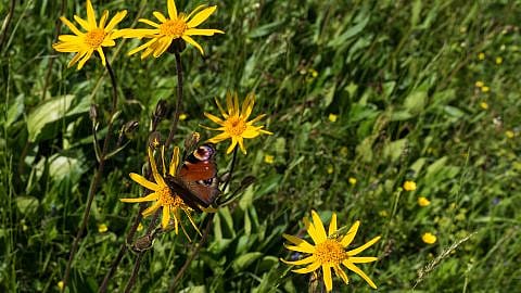 Gelbe Blüte der Heilpflanze Arnika montana