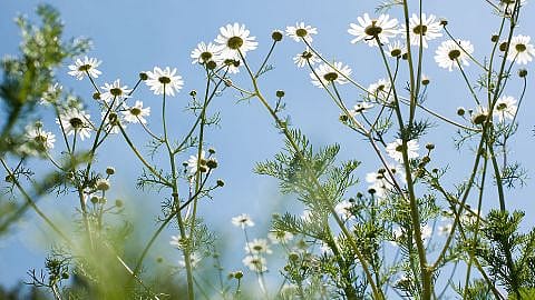 Kamillenblüte