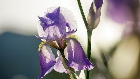 Iris Blume