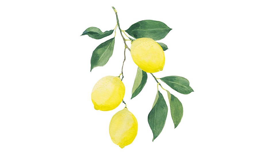 Citrus Limon Peel Oil