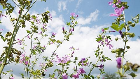 Wilde Malve mit Himmel und weissen Wolken im Hintergrund