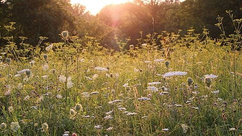 Blumenwiese in der Abenddämmerung