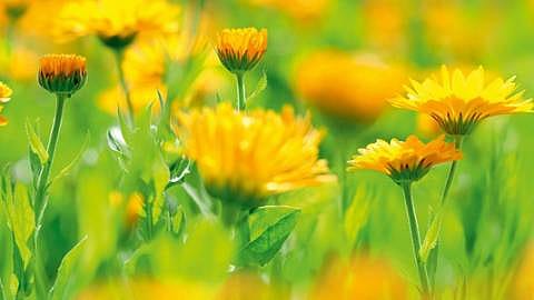 Calendulafeld